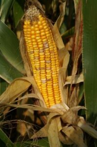 Corn with brown spots