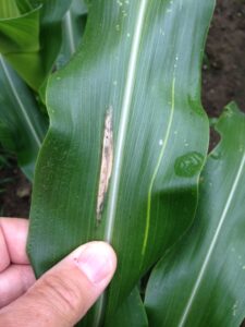 Infected corn leaf