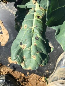 Diamondback moth larvae