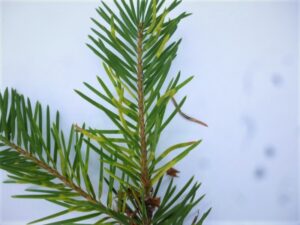 Lightly infected douglas-fir