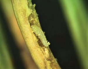 Bug crawling down douglas-fir
