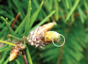 Bug laying egg in infected douglas-fir