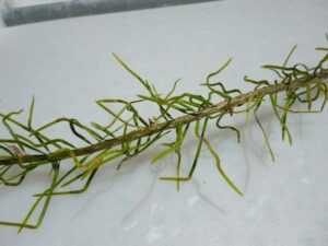 Infected douglas-fir stem