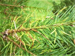 Heavily infected douglas-fir