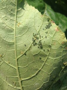 Striped cucumber beetles