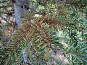 Infected spruce stem