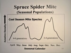 Graph of spruce spider mite population