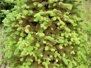 Previously infected spruce
