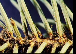 Closeup of spider mite eggs