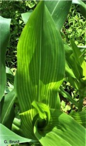 Photo illustrating sulfur deficiency in sweet corn.