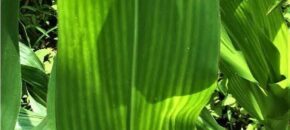 Photo illustrating sulfur deficiency in sweet corn.