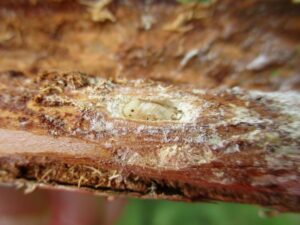 Infected pine branch