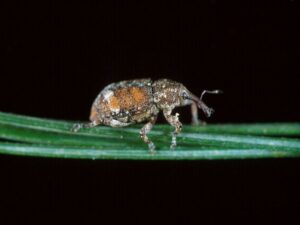Beetle on stem