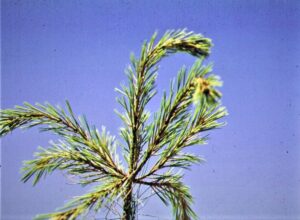Dying pine tree