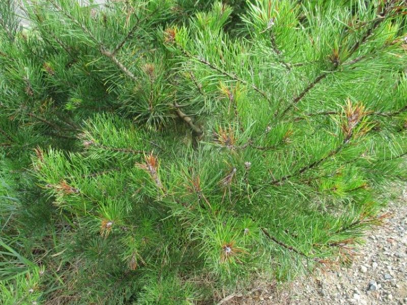 Some Early Spring Insect Pests Of Christmas Trees — Plant & Pest Advisory