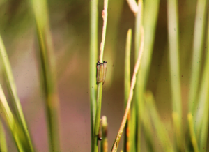 Closeup of bugs on stems