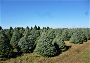 Christmas trees in field