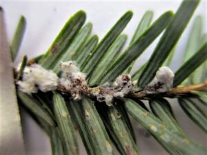 Eggs hatching on plant