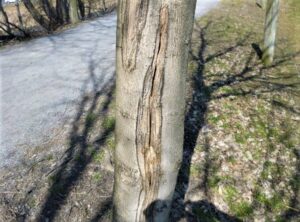 Crack in tree