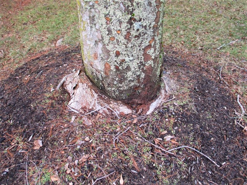 Landscape Pest Notes for April 2023 — Plant & Pest Advisory