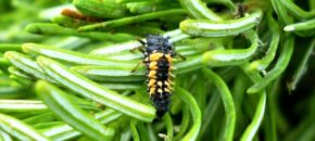 Lady beetle larva