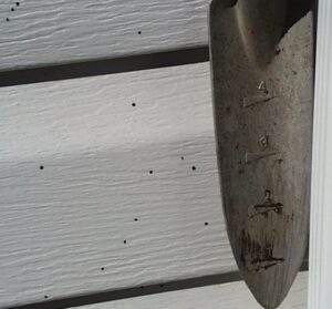 Artillery fungus spores stuck on white colored house siding. 