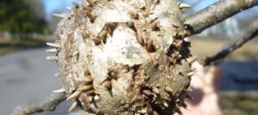 Horned oak gall & early wasp emergence