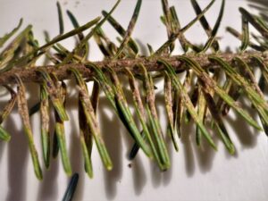 Cryptomeria Scales on balsam fir needles