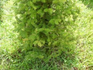 Cryptomeria scale will often be at lower, inner braches