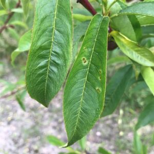 Bacterial Spot leaf symptoms about 2 weeks old.