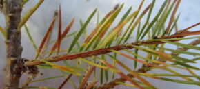 Rhabdocline Needle Cast on Douglas-fir