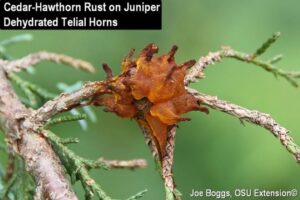Cedar-Hawthorn Rust Gall