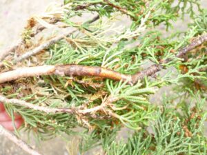 Cedar-Quince Rust Galls