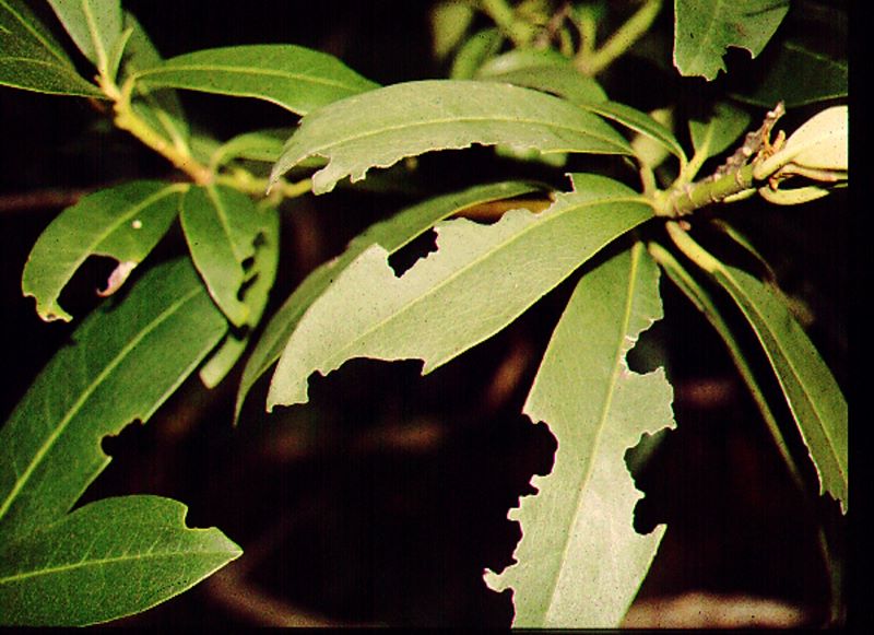 Black vine weevil adult symptoms