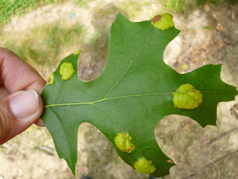 Oak leaf blister fungus