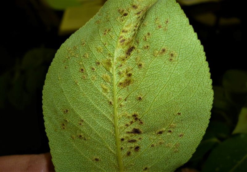 Pear leaf blister mite symptoms