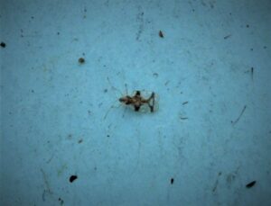 Azalea lace bug adult