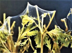 Two-spotted spider mite webbing