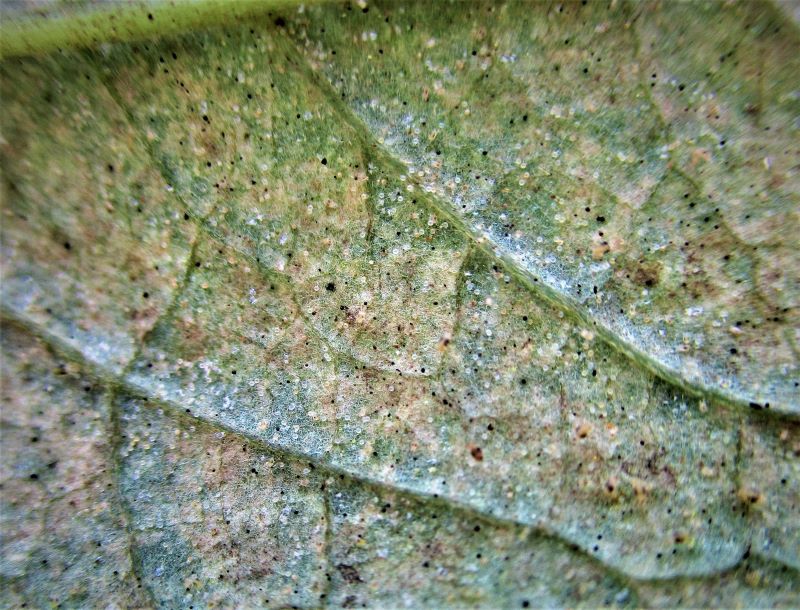 Two-spotted spider mite eggs