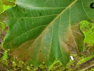 Oak spider mite symptoms