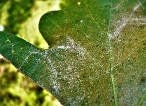 Oak spider mite cast skins & egg shells