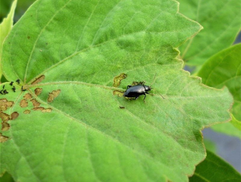 Red-headed flea beetle feeding on leaf