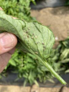 aphid mummies