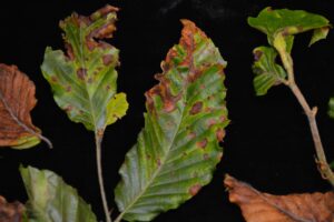 brown spots along beech leaf veins