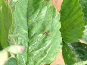 aphid mummies