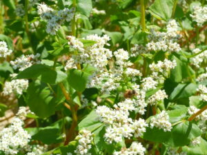 Plants flowering