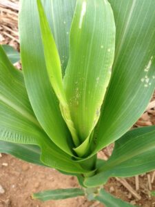 Fall armyworm infected plant