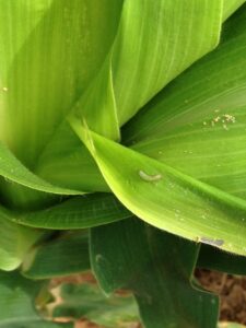 Fall armyworm infected corn