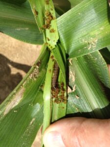 Fall armyworm infected corn