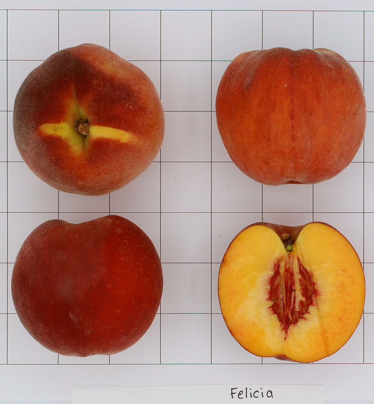 New Peach Varieties – ‘Felicia’, ‘Evelynn’ and ‘Anna Rose’ — Plant ...